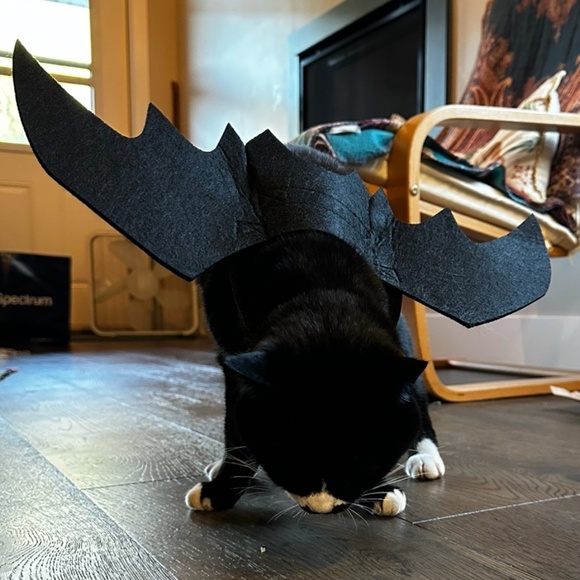 Cute Cat or Dog Halloween Costume Black Bat Wings with Bells - Picture 3 of 7